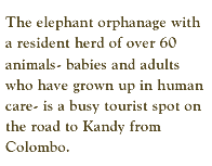 The elephant orphanage with a resident herd of over 60 animals- babies and adults who have grown up in human care- is a busy tourist spot on the road to Kandy from Colombo.